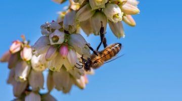 Bee on blueberry blossom