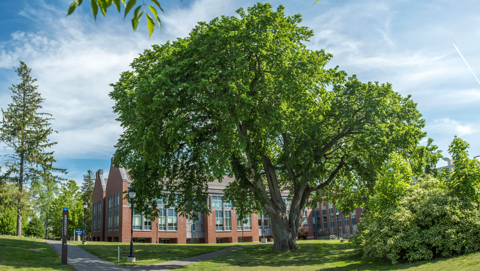 American Elm near Hitchner Hall