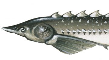 Atlantic sturgeon