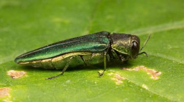 Emerald ash borer
