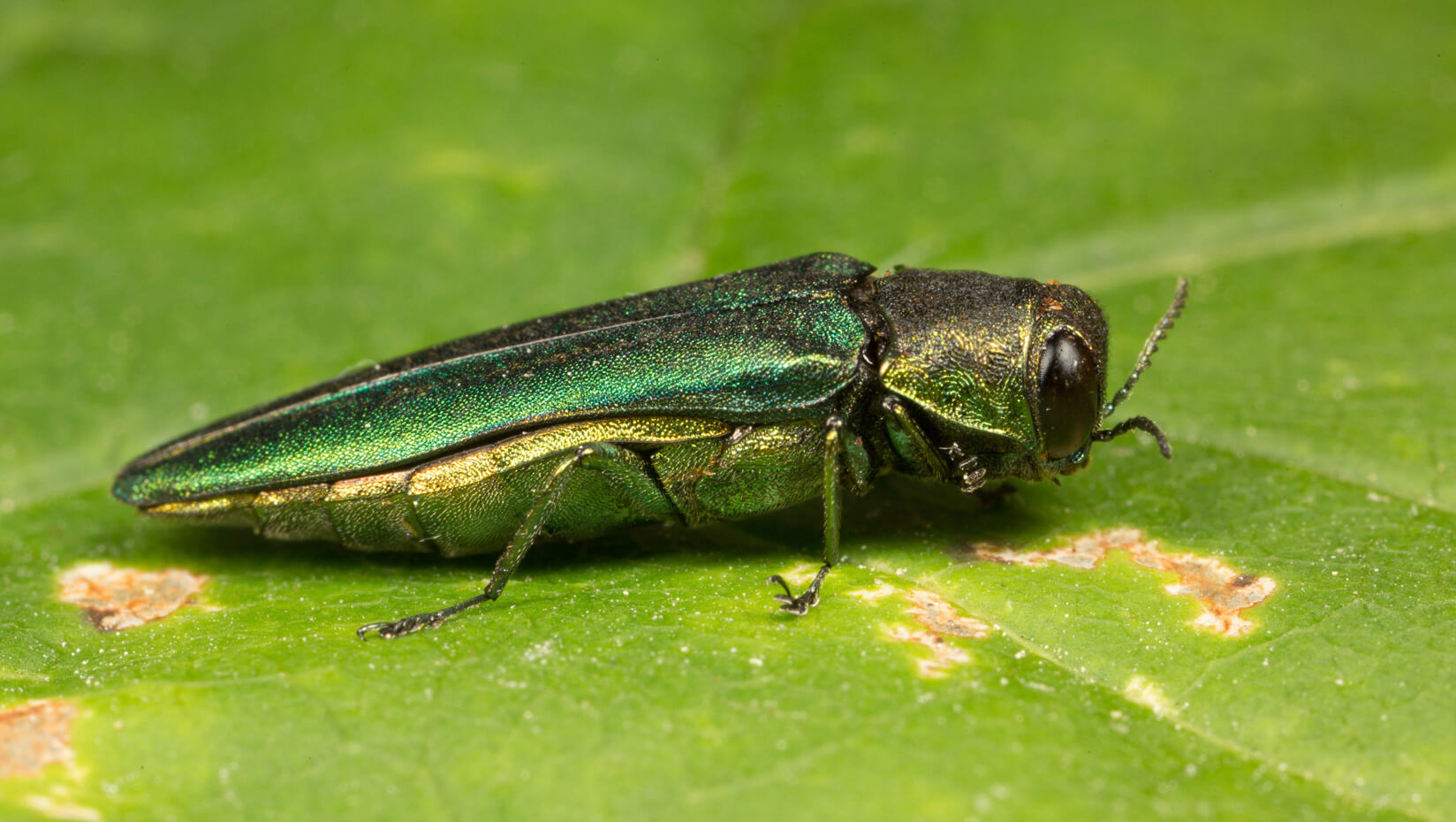 Emerald ash borer
