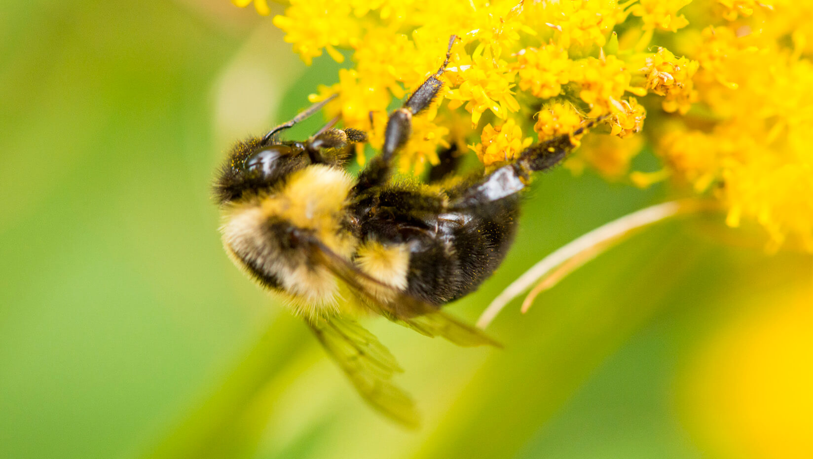 Bee on a flower