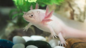 Axolotl salamander