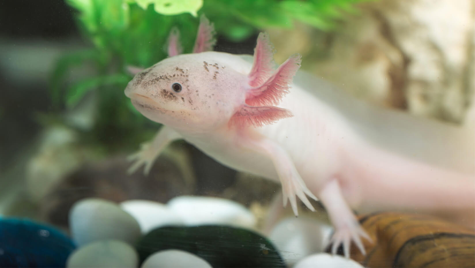 Axolotl salamander