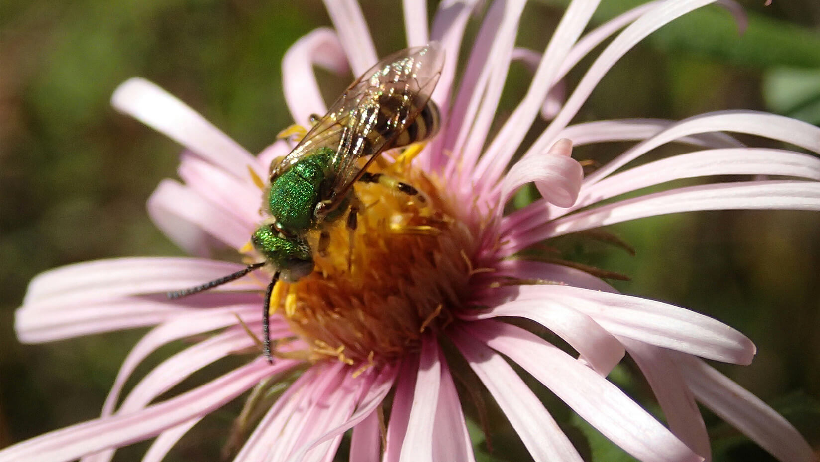 Sweat bee on aster