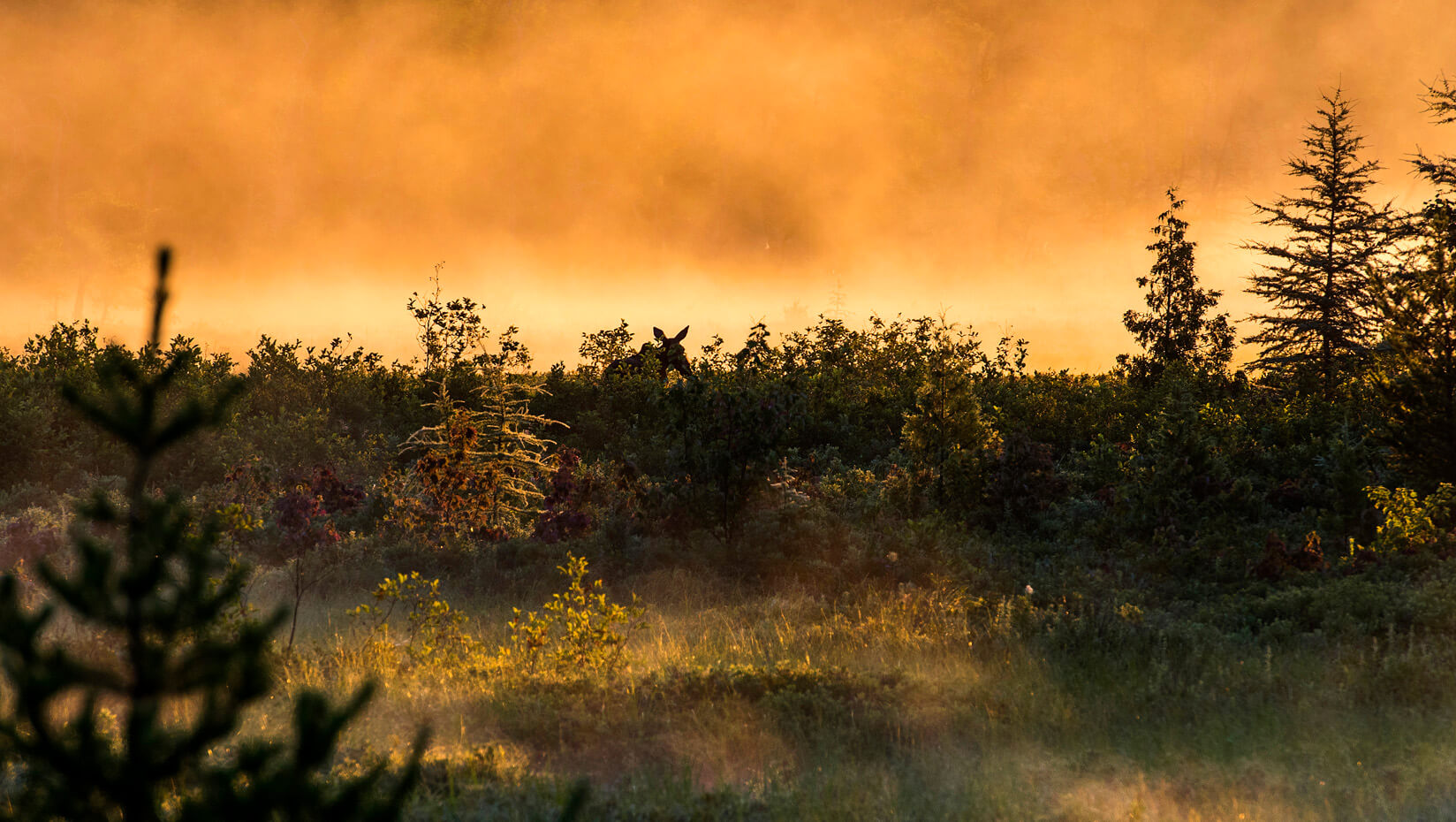 Maine forest with moose