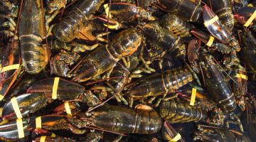 Lobsters