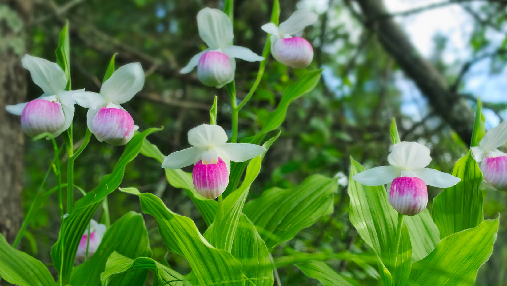 Pink and white lady slipper orchids