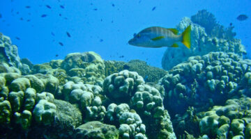 Fish and a coral reef