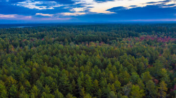 Maine forest