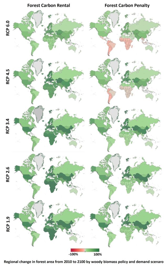 North American forests illustration