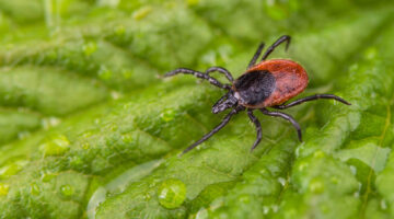 Blacklegged tick
