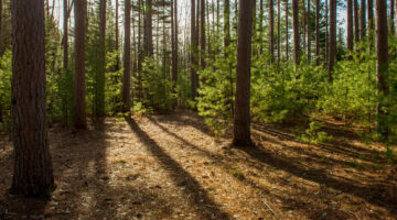 Maine forest