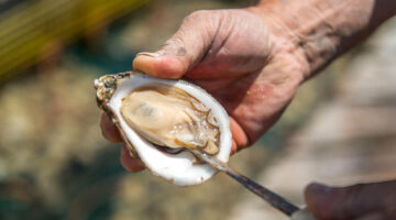 Hand holding an oyster
