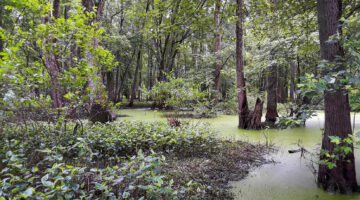 Grand Kankakee Marsh