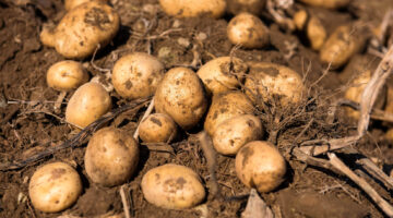 Potatoes in a field