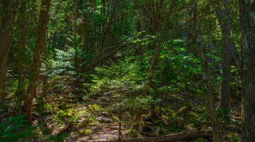 A forest view in Maine