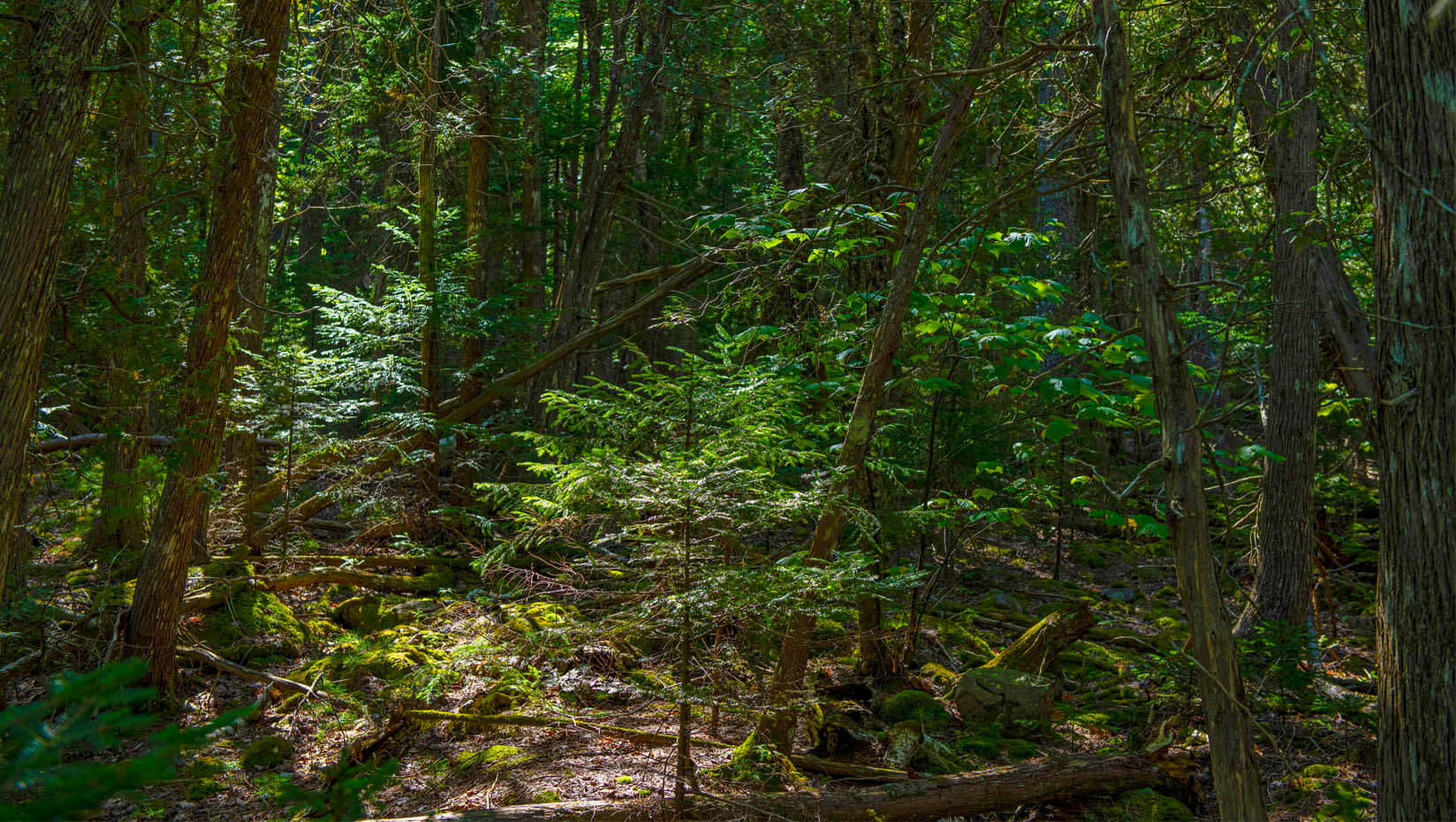 A forest view in Maine