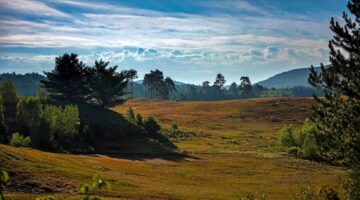 A blueberry barren in Maine