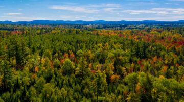 An aerial image of a Maine forest with some trees turning bring fall colors