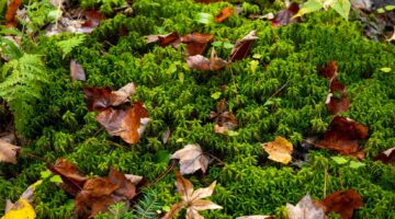 Leaves and plants on the forest floor