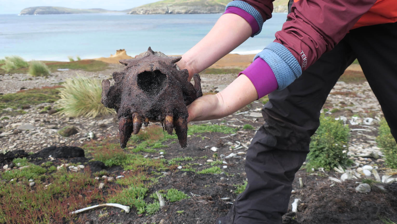A photo of Kit Hamley holding a large male sea lion skull from a bone pile at New Island.