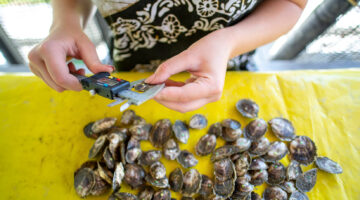 measuring oysters