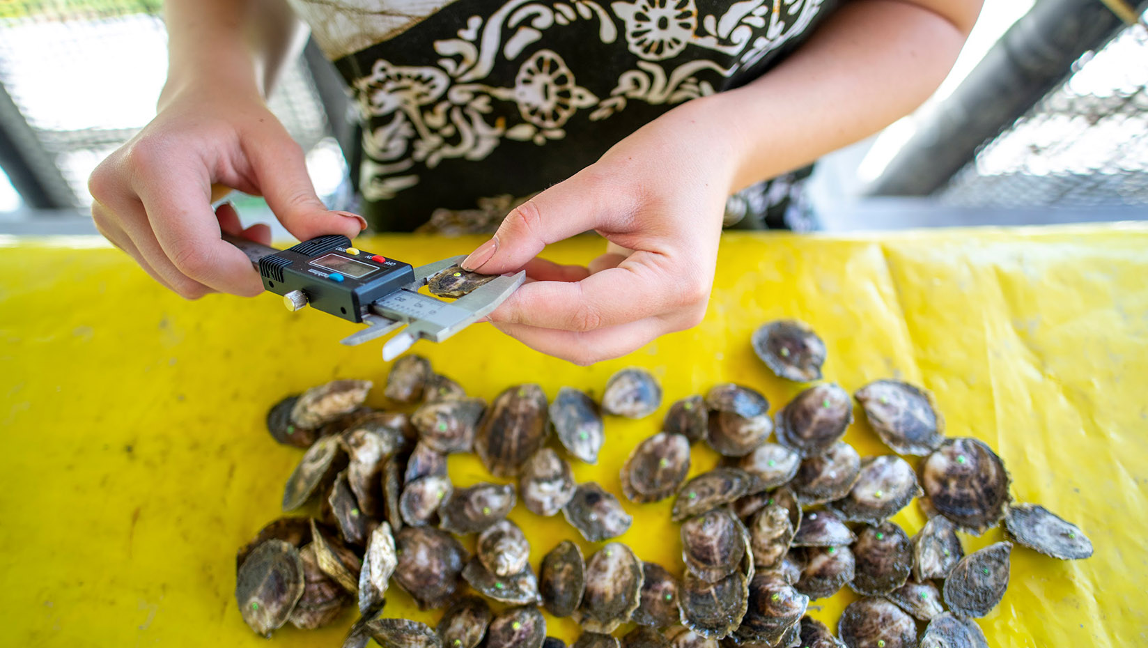 measuring oysters