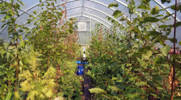 A photo of plants in a greenhouse