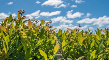 A photo of a blueberry field on a sunny day
