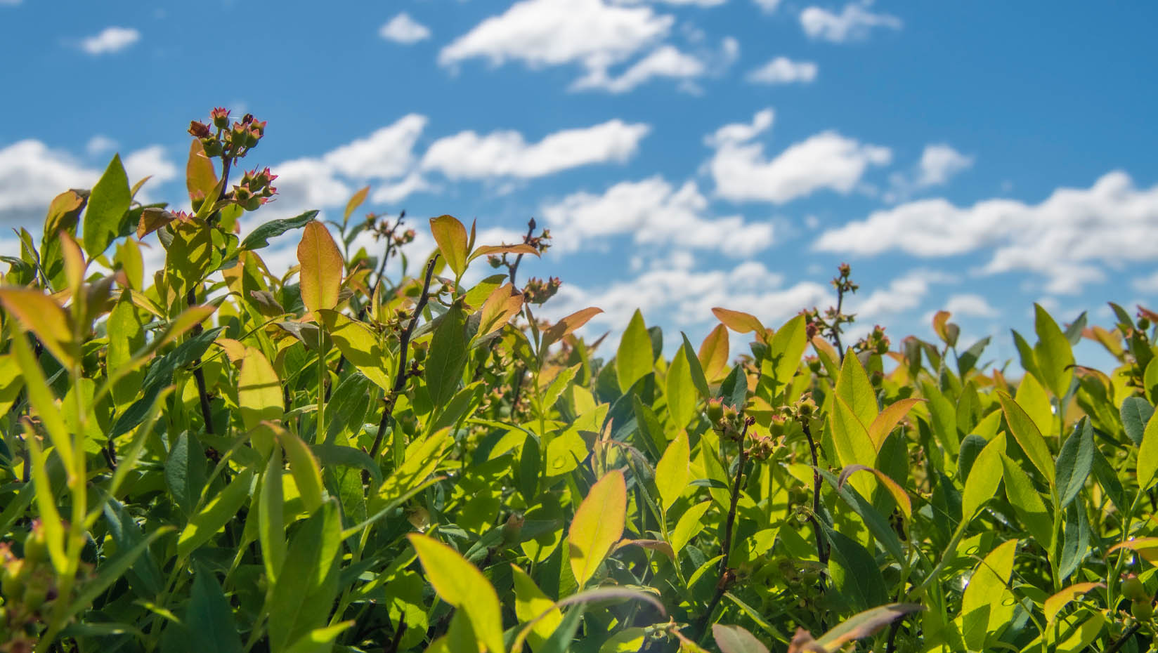 A photo of a blueberry field on a sunny day