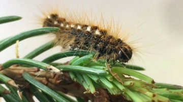 A photo of a browntail moth on a branch