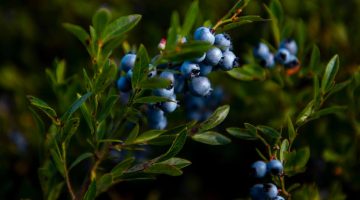 A photo of wild blueberries in a field