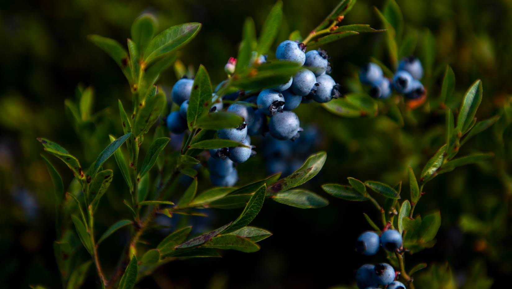 A photo of wild blueberries in a field