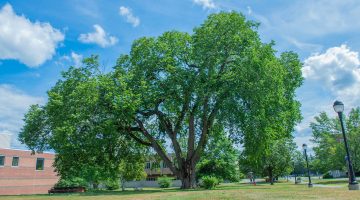 Campana elm outside of Hitchner Hall