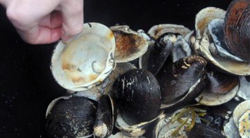 A photo of Arctica islandica shells