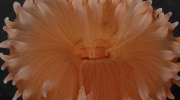 A close-up of Flabellum impensum