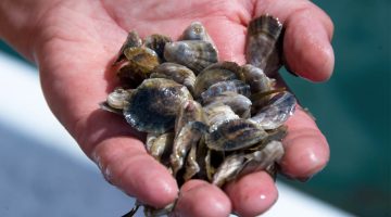 A photo of a hand holding shells