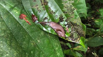 A photo of a leaf damage