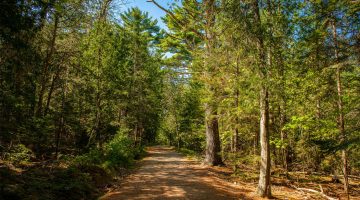 A photo of a forest path in Acadia National Park