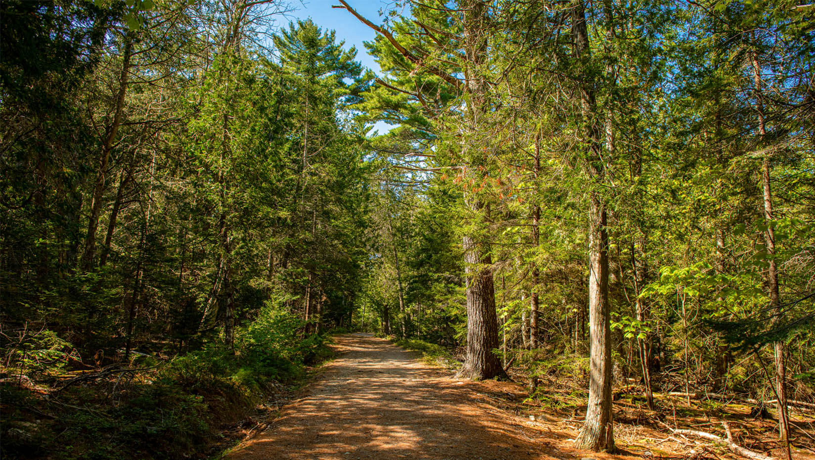 A photo of a forest path in Acadia National Park