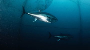 A photo of an Atlantic bluefin tuna underwater
