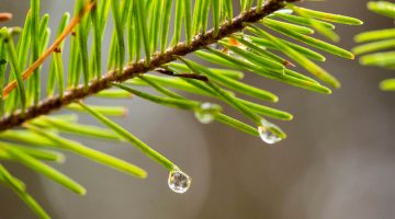 A photo of a spruce tree