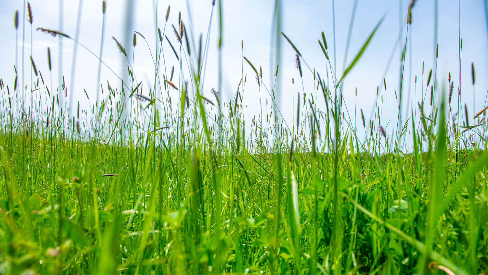 A image of a green field in Maine