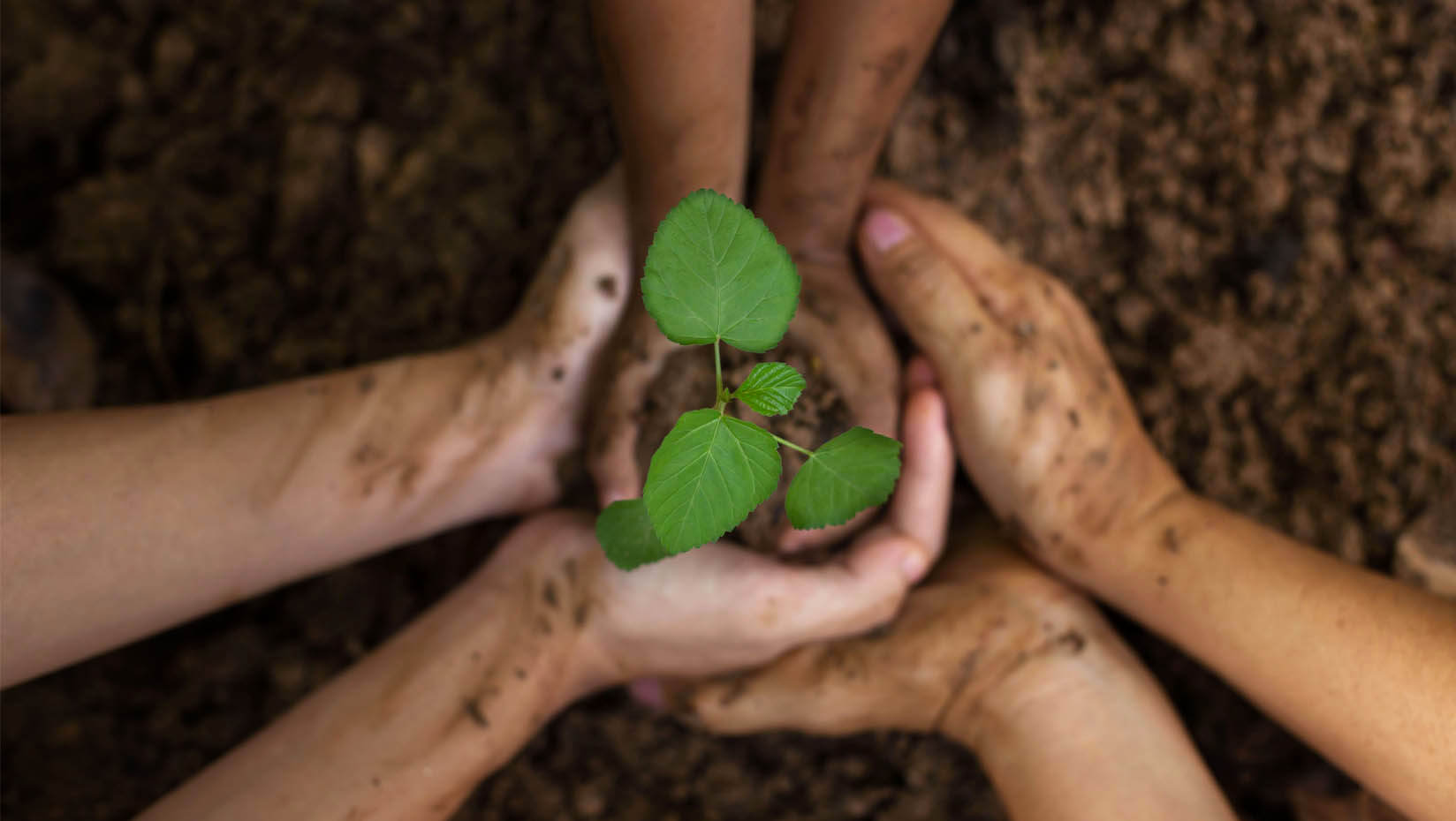 A photo of hands holding a small plant