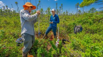 A photo of two people standing in a field of low trees