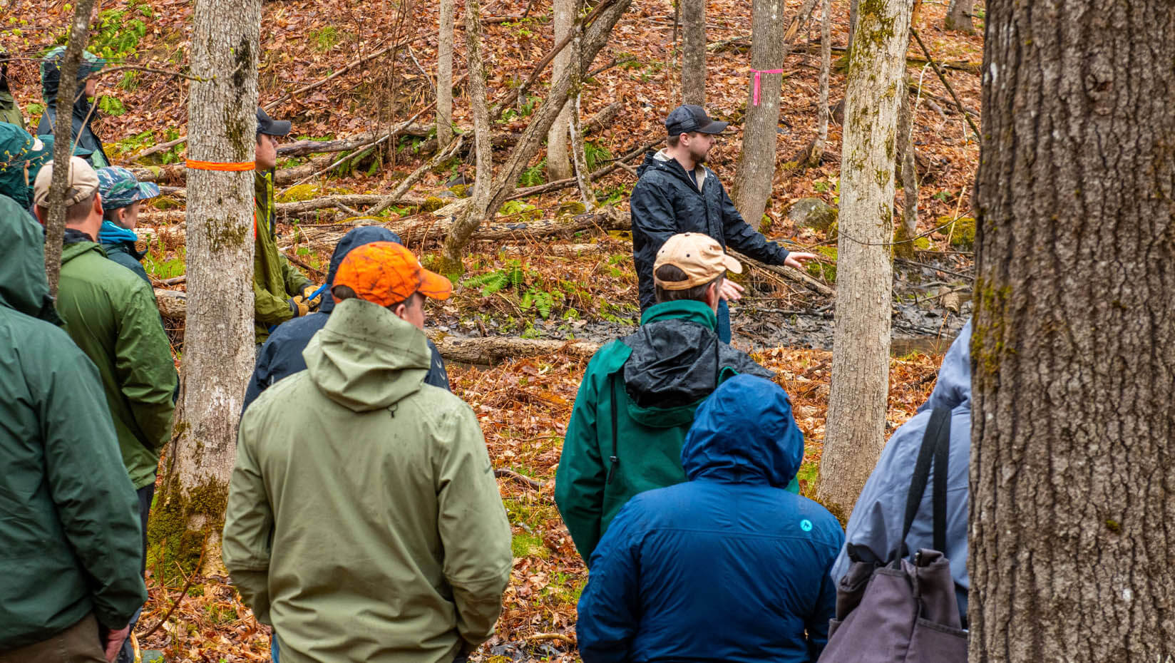 A photo of people standing in the woods, looking at trees