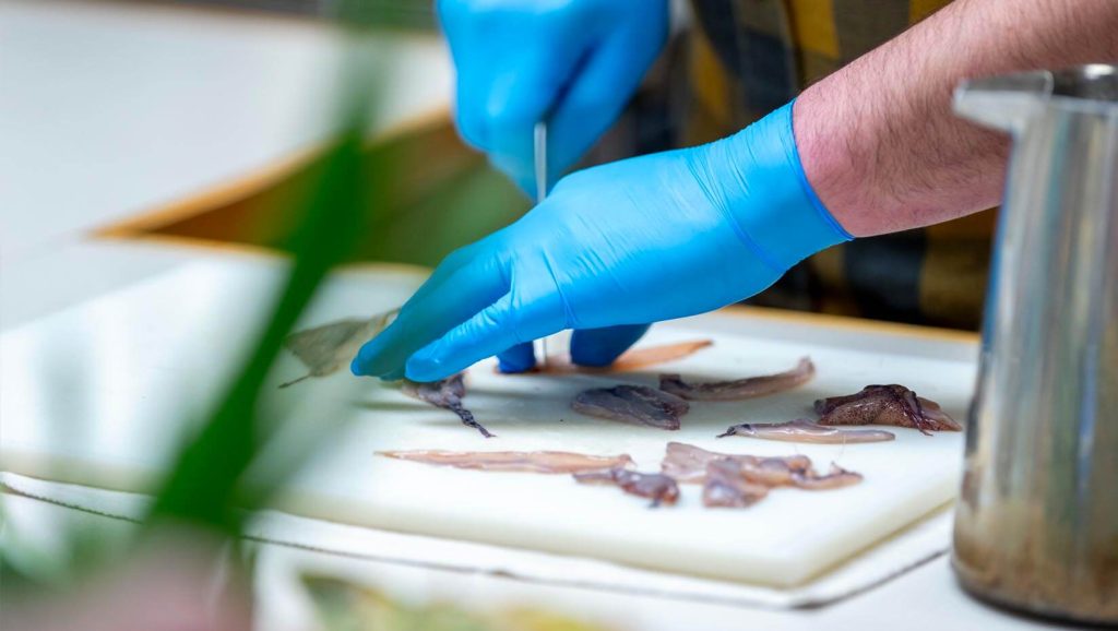 A photo of someone cutting up squid fins