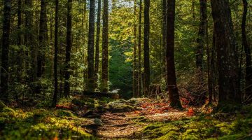 A photo of the Maine woods