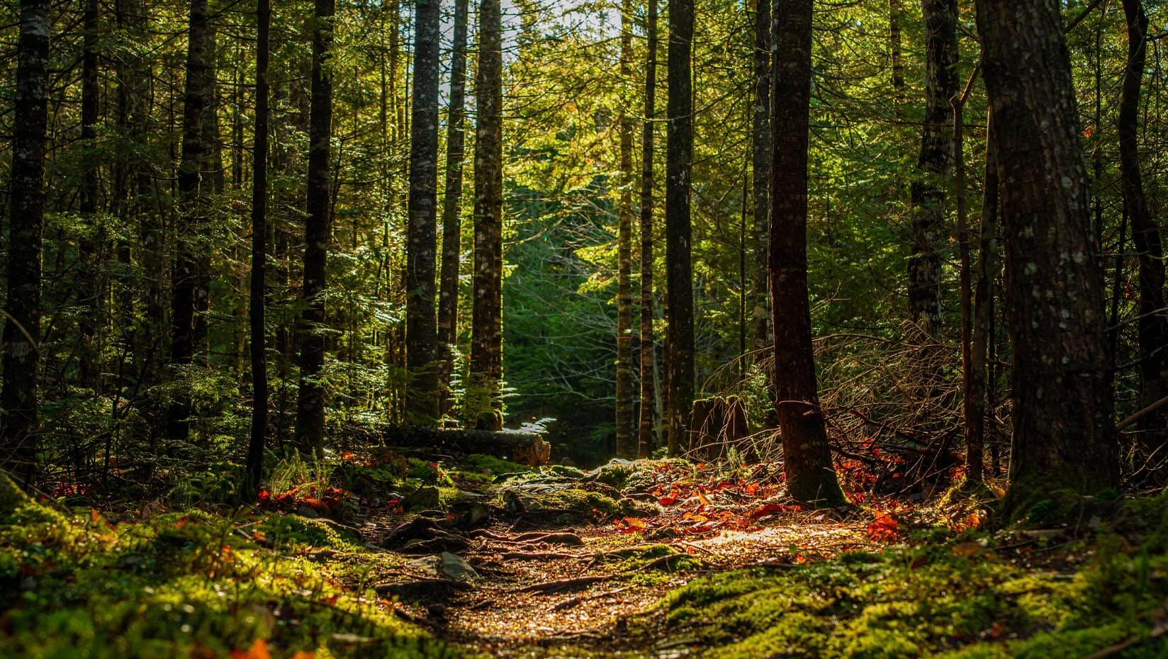 A photo of the Maine woods